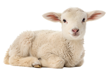 Adorable white lamb sitting calmly isolated on black background charming livestock portrait