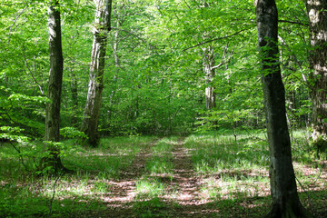 Obraz premium A forest path stretches through dense green trees, illuminated by sunbeams piercing through the foliage, creating a sense of peace and tranquility amidst nature.