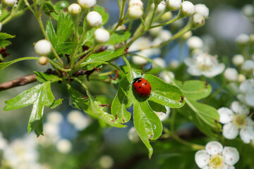 Red ladybug with black spots sits on a green leaf among white buds and blooming hawthorn flowers with yellow centers. Sunlight illuminates the spring composition in a garden of Ukraine.