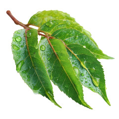 Fresh green leaves with water drops on a transparent background