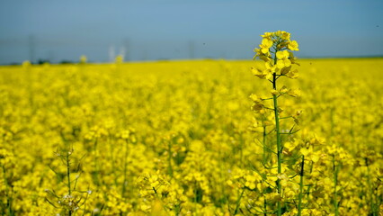 bl&uuml;hender Raps auf einem Feld