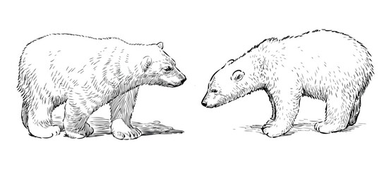 Sketch of two polar bear cubs, realistic outline hand drawn vector illustration isolated on white