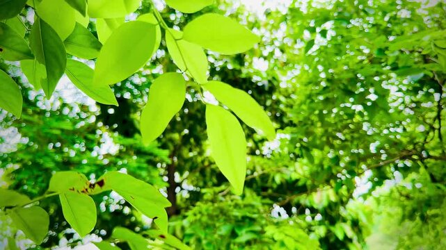 Spring in the forest where the lush green trees are filled with the sounds of cicadas singing in nature. green leaves background