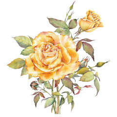 Yellow rose illustration in watercolor, hand-painted with delicate botanical elements. Perfect for wedding invitations, branding, packaging, scrapbooking, and other creative projects. © JeannaDraw