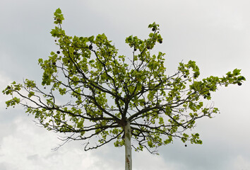silhouette of tree with leafy branches on leaden sky