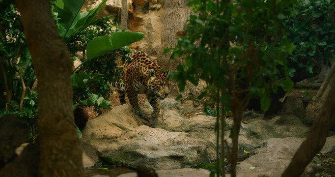 A leopard walking through lush greenery in a zoo exhibit