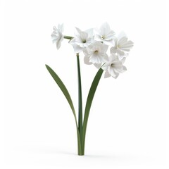 A cluster of pristine white daffodils, showcasing elegant blooms and foliage.