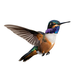 Obraz premium A vibrant hummingbird in flight with colorful plumage and a long beak. The image captures the hummingbird mid-air, showcasing its beauty and agility.