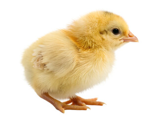 Obraz premium Adorable yellow chick isolated on black background profile view springtime easter