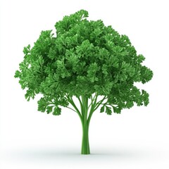 Fototapeta premium Lush parsley plant against a pure white background.