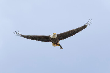Bald Eagle with a fish