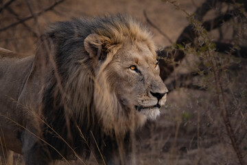 Majestic Watcher - African Lion