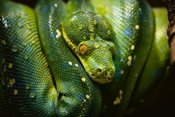 Green Tree Python