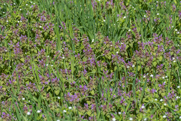 Texture flowering purple lamium in blossom meadow. Deadnettle species of annual or biennial herbaceous plants of family lamiaceae. Wildflower of lamium purpureum growth in spring. Herbal medicine.