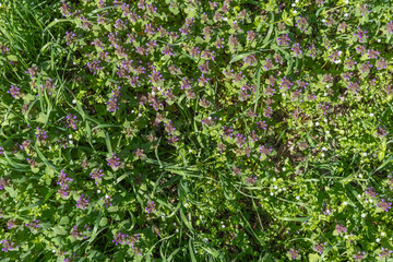 Texture flowering purple lamium in blossom meadow. Deadnettle species of annual or biennial herbaceous plants of family lamiaceae. Wildflower of lamium purpureum growth in spring. Herbal medicine.