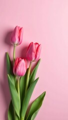 Fototapeta premium Delicate pink tulips against soft pink and white backdrop, design, pastel