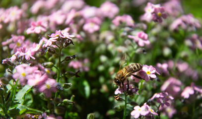 Honeybee collects nectar on pink campanula flower