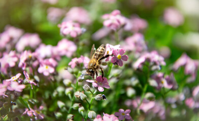 Honeybee collects nectar on pink campanula flower