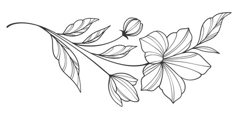 Sketch Floral Botany Collection. flower drawings. Black and white with line art on white backgrounds. Hand Drawn Botanical Illustrations.Vector