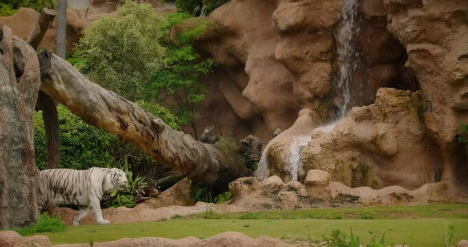 A white tiger walking near a fallen tree and a small waterfall