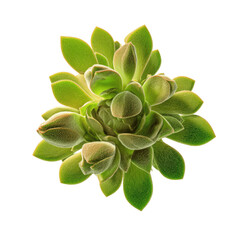 Fototapeta premium Close-up of a vibrant green succulent plant, Echeveria, with detailed texture and intricate leaf