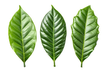 Fototapeta premium Three fresh green coffee leaves isolated on black background botanical study