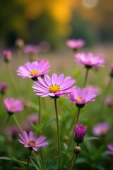 Purple aster flowers blooming in autumn field, autumnflowers, autumn