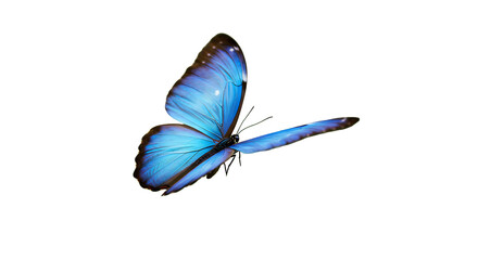 Stunning Blue Morpho Butterfly on Black Background