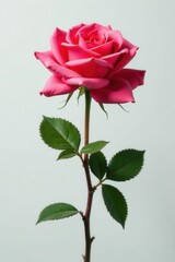 Obraz premium Single artificial rose, vivid hues, pure white background , silk rose, orange, petal