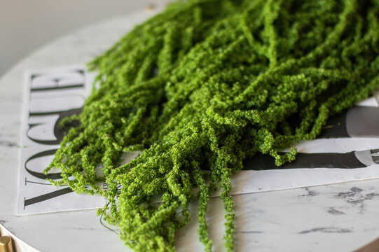 Preserved Amaranthus. Amaranth Stabilized Green lies on Vogue magazine.