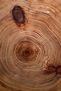 Corte transversal de tronco mostrando anillos 03