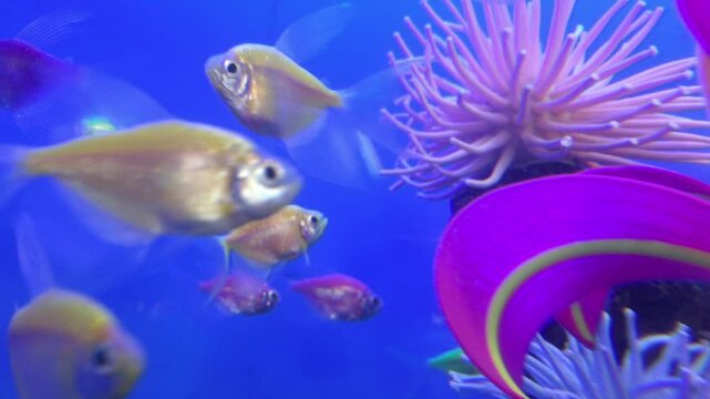 School of fish swimming in a fish tank.  Bright glowing fish in a fresh water aquarium with plastic decorations and aquatic plants.