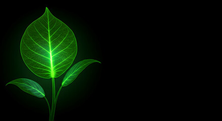 Fototapeta premium Luminous Green Leaf Against Black Background in Minimalist Design