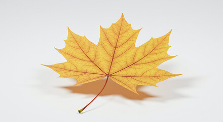 Fototapeta premium Golden maple leaf showing its veins on white background
