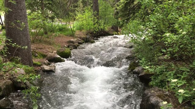 Fast moving stream in the mountains going down a gentle slope surrounded by trees, rocks and plants in Utah. Rapid river in Sundance Utah.  Power of nature.