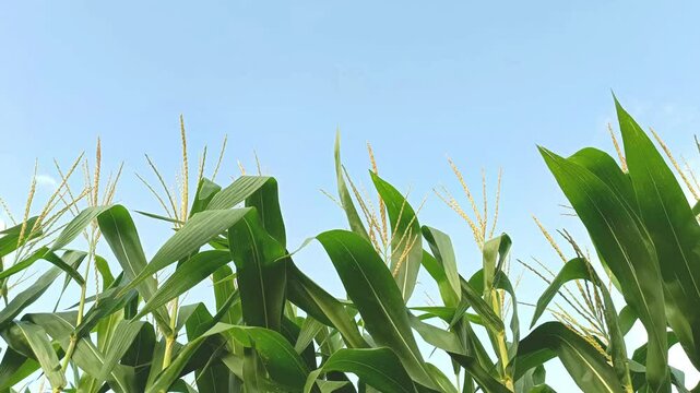 Flowering cornfields and clear cloudy skies, cornfields in a beautiful rural area.