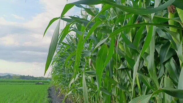 Flowering cornfields and clear cloudy skies, cornfields in a beautiful rural area.
