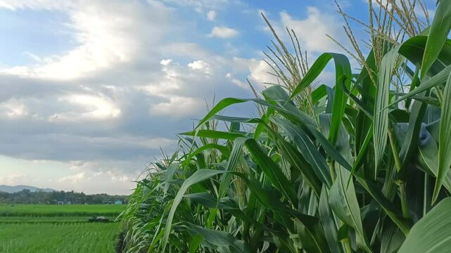 Flowering cornfields and clear cloudy skies, cornfields in a beautiful rural area.