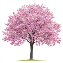 Fototapeta premium Pink flowering tree full bloom on a white background