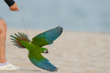 Chestnut-fronted macaw(Ara severus) with women on beach © Sanit
