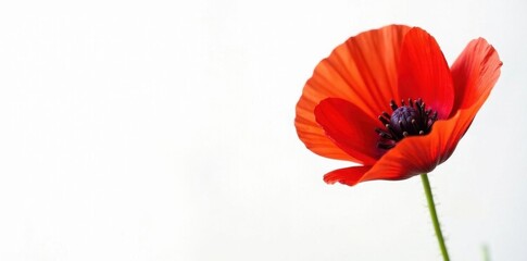 Fototapeta premium Vibrant red poppy, delicate petals, white background, blossom, floral, poppy flower