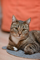 Fototapeta premium portrait of a cat
