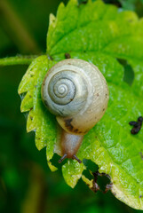 Small bush snail eating a green leaf. Vertical view. Close-up, blurred natural background.