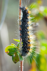 Dark caterpillar Lymantria dispar with poisonous hairs on its body crawls on the stem of a plant in search of food.