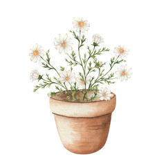 Chamomile in a clay pot. Homemade flower with white petals and yellow center, bouquet. Hand painted in watercolor, isolated on white background. For decor, garden, vegetable garden