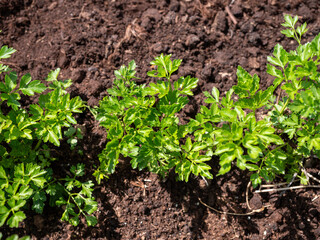 Closeup of fresh green parsley plants growing in dark soil, viewed from above in a vegetable or herb garden.