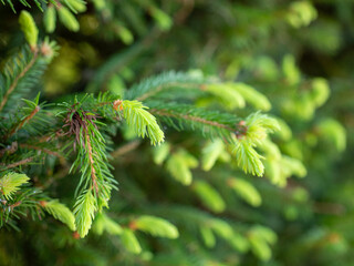Closeup of young spruce tree shoots with fresh green needles in spring, blurred forest background.