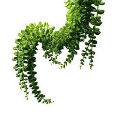 Lush Green String of Pearls Succulent Plant Hanging Cascading Downwards