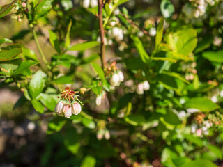 Close-up of blueberry bush with green leaves and small white bell-shaped flowers during spring blooming season in the garden.