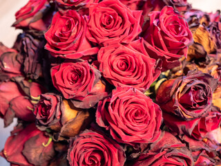 Bouquet of red roses with mostly wilted flowers. Close-up shows natural aging and fading beauty. Symbol of time, decline and the life cycle.